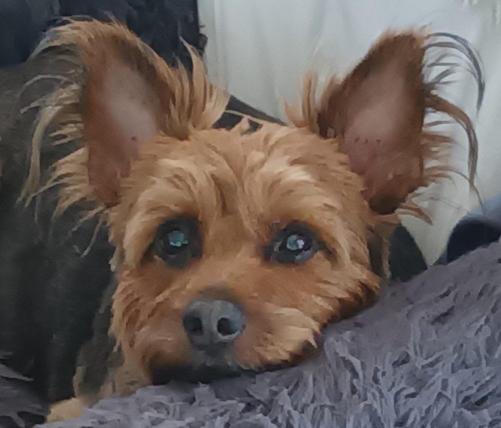 Have you got a pet Rauemi Ipurangi Resources Pet Help